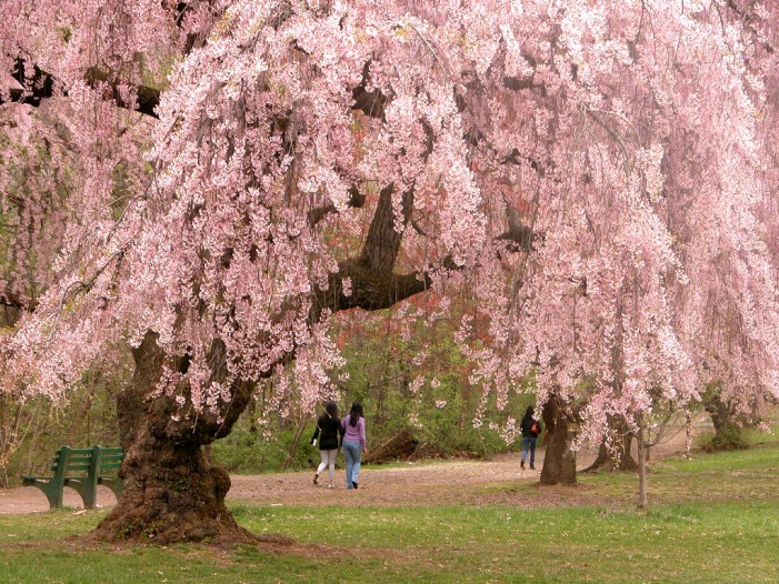 Cherry Blossom Season in NJ