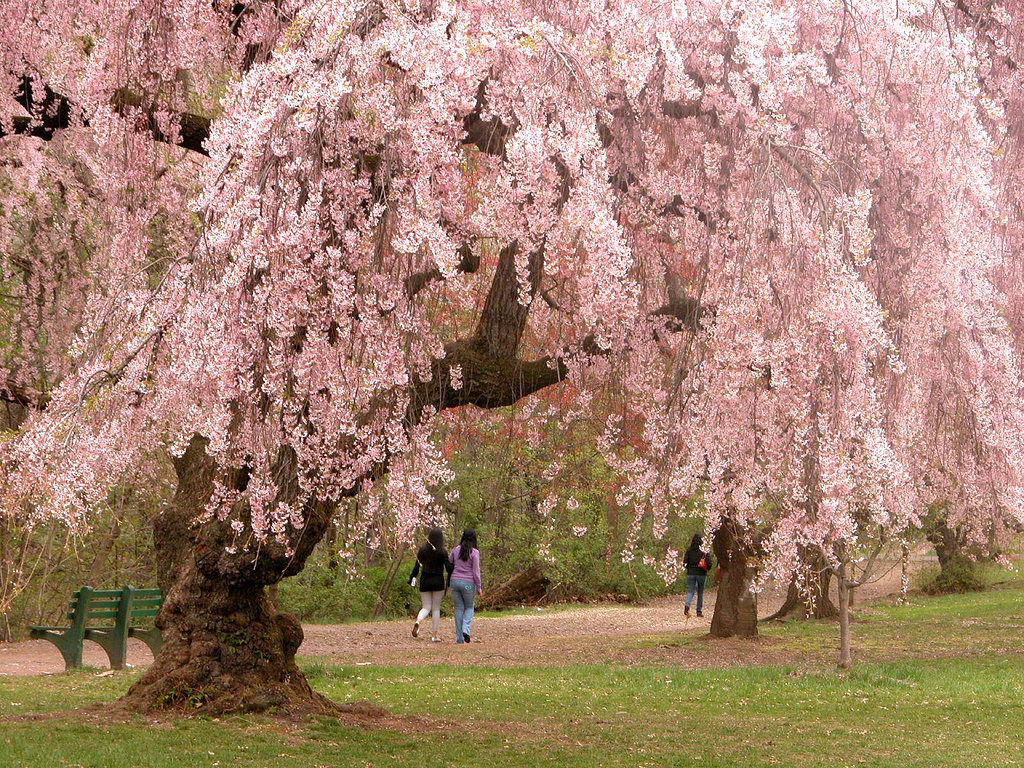 Cherry Blossom Season In NJ The Montclair Dispatch