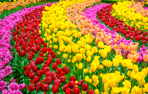 Tulip flowers garden in spring background or pattern