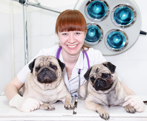 Doctor hugging two dogs in a veterinary clinic