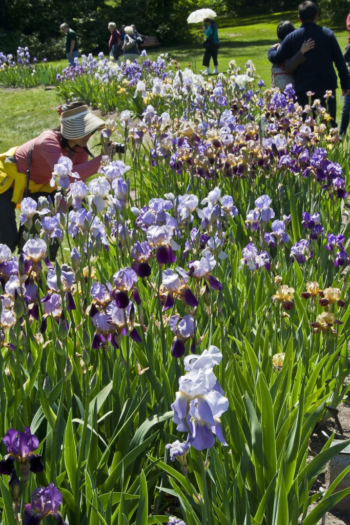 The Presby Memorial Iris Gardens