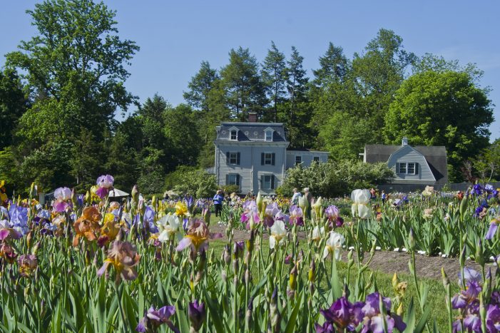 Presby Iris Gardens: Blooming Season