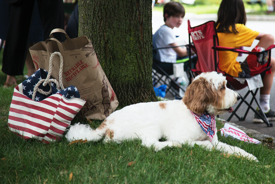 Patriotic Pup Watches The Floats // Photo By Jill Ruthauser